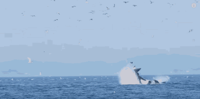 身为海洋食物链“顶端杀手”的它，竟对人类有蜜汁好感？