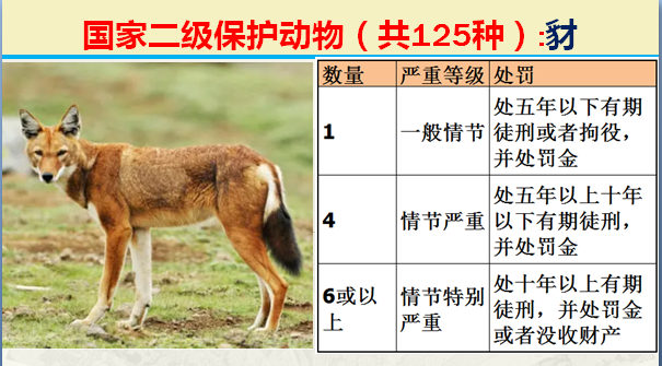 国家保护动物分几个等级（125类二级野生保护名录）