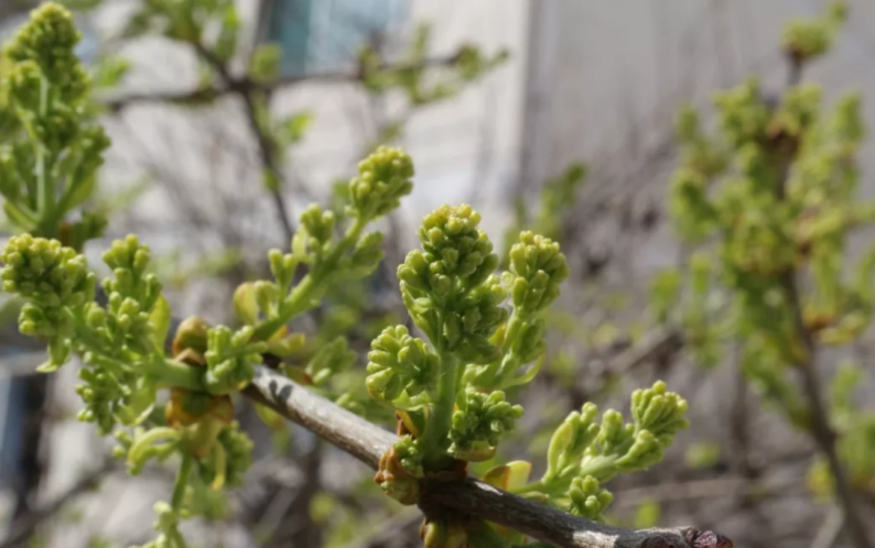 神仙颜值！惊艳众人！陕西高校“最美校花”高清大图曝光