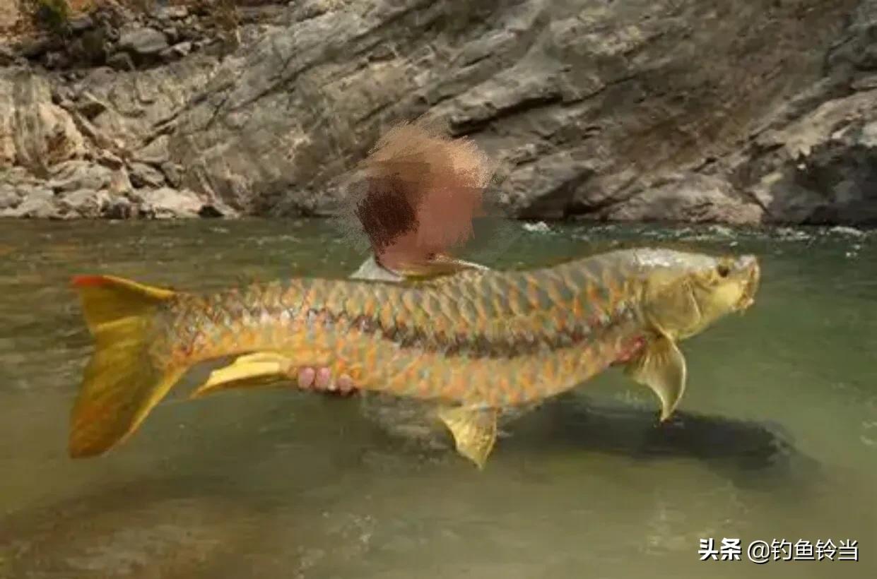 澜沧江的金吉罗鱼，曾经是皇室的专供鱼，因数量稀少卖万元一斤？