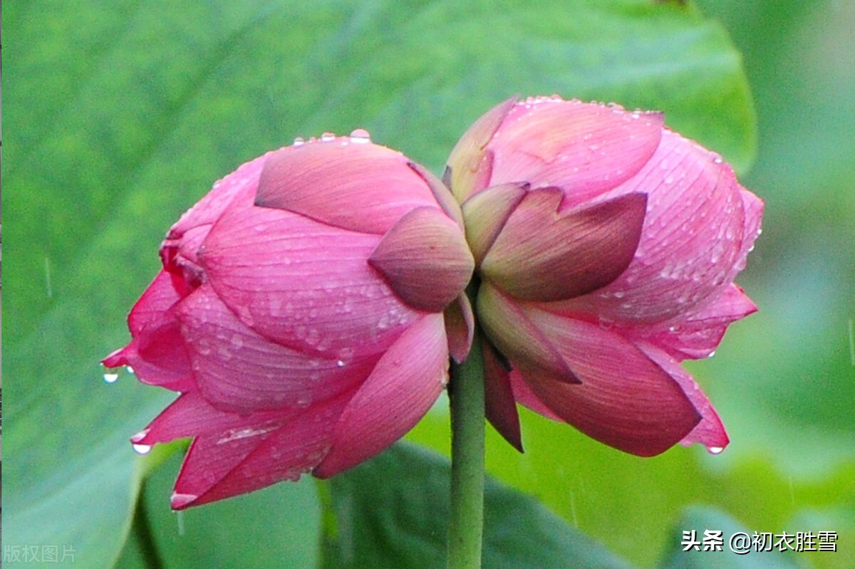 纳兰性德唯美荷花两首，一朵芙蓉著秋雨，并蒂莲花绾红妆