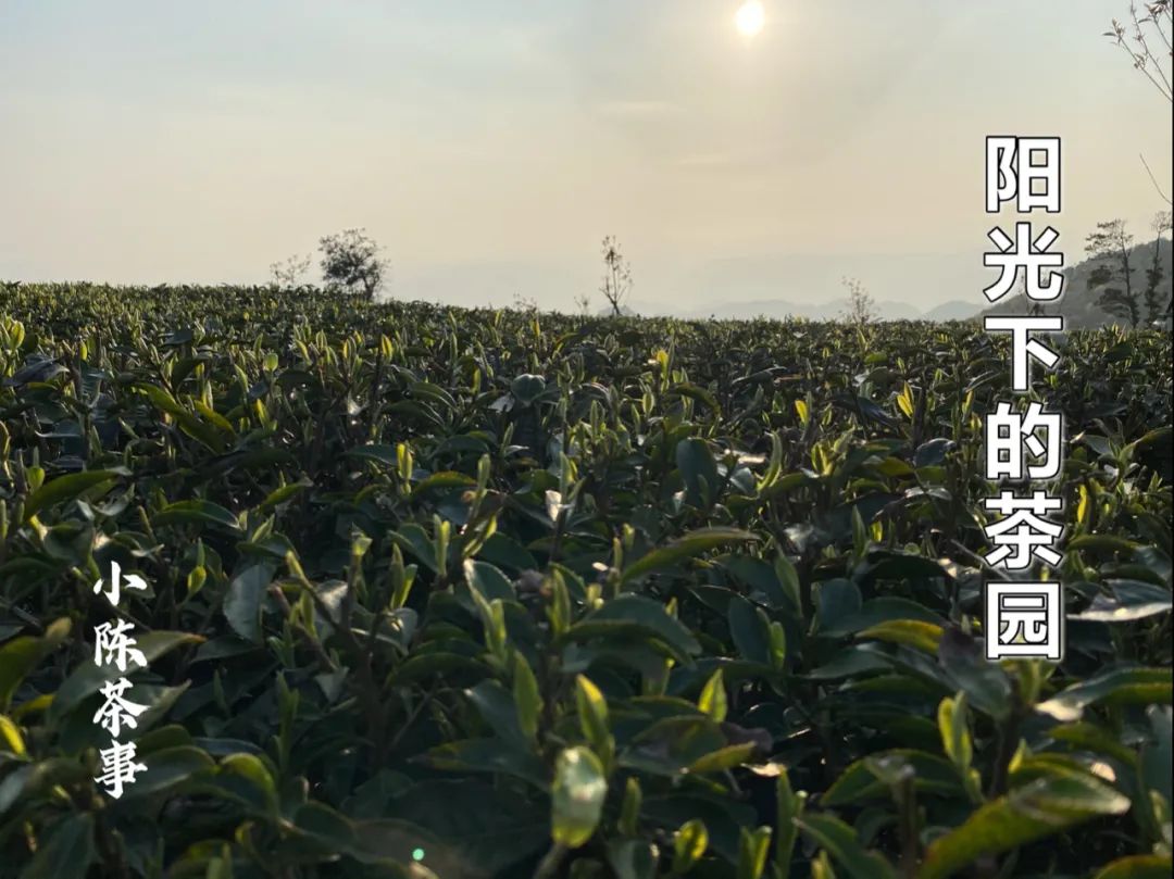 春茶季，除了白毫银针、白牡丹、春寿眉，说说太姥山的雾与露