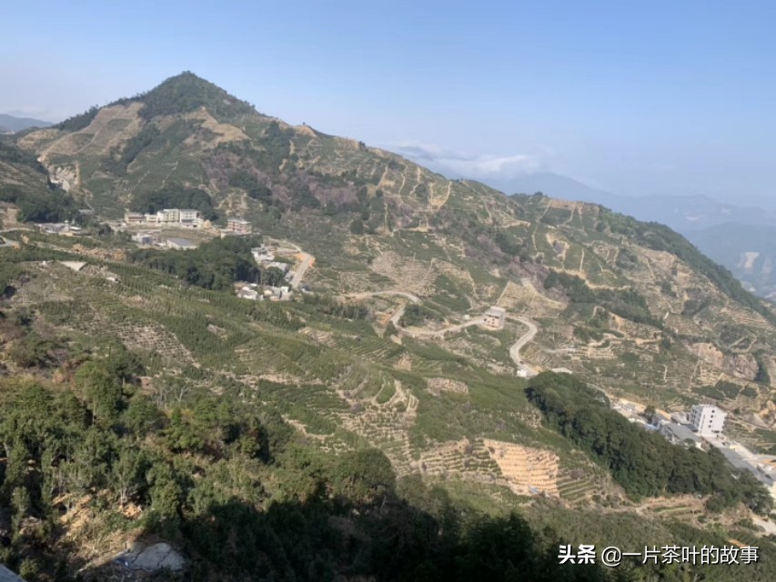 凤凰单丛的十大香型，香气从何而来？