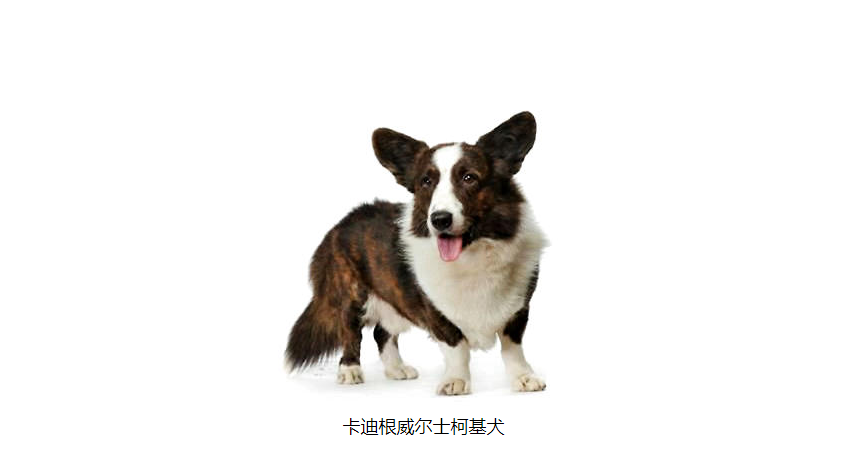 柯基犬全稱威爾士柯基犬(welsh corgi pembroke,俚語有較小的含義),是