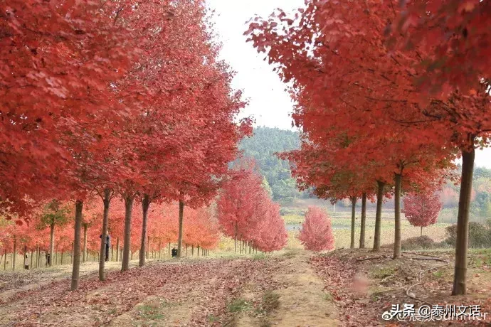 江苏“最美农路”十大自驾游线路出炉！一起来打卡