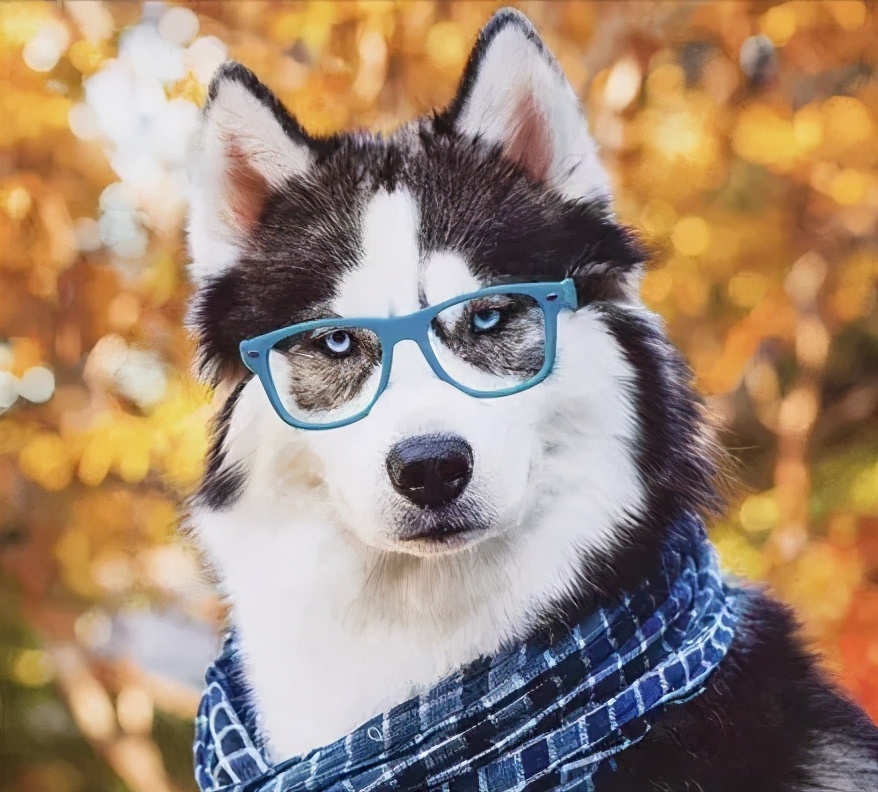 养狗一年,才知道"哈士奇"和"二哈"是有区别的