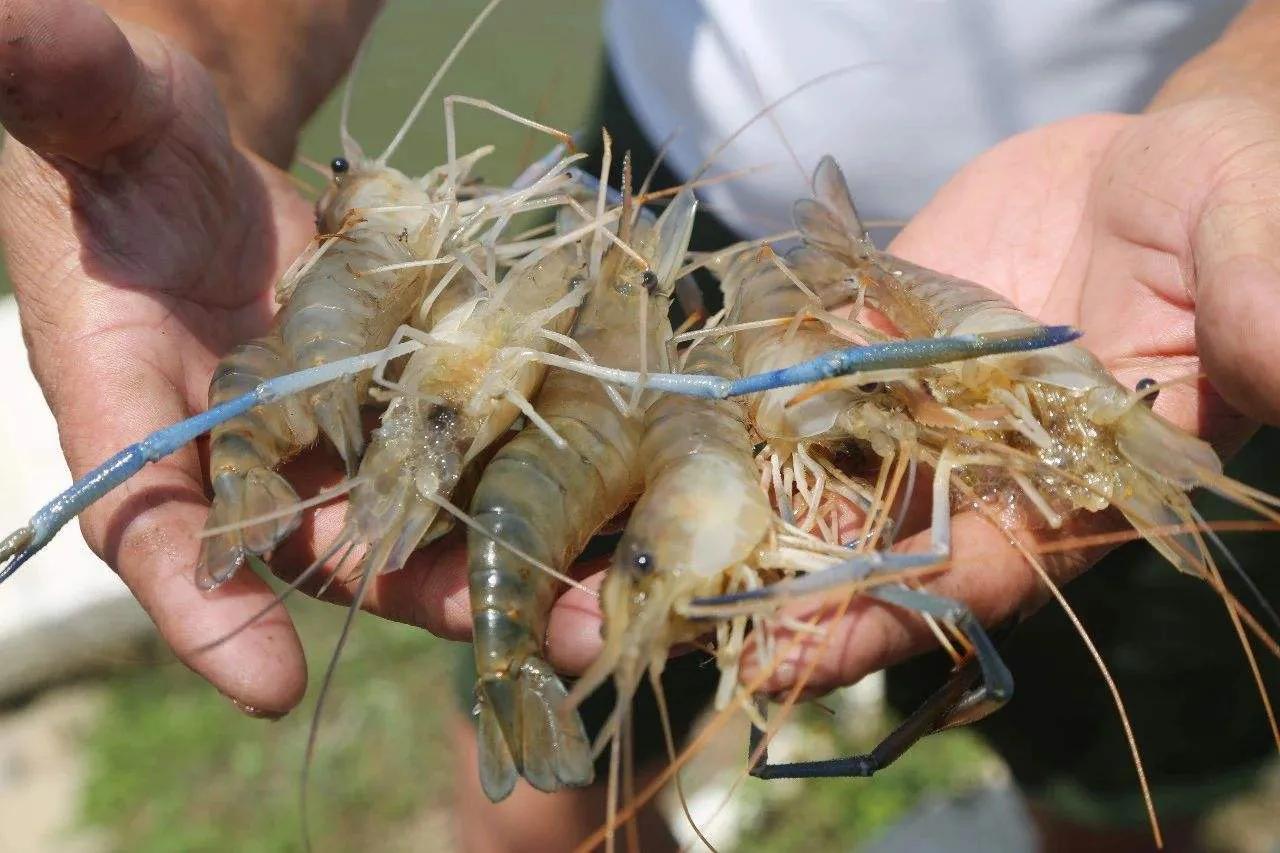 大頭蝦多少錢一斤(釣友珠江釣起巨型大蝦) - 價格百科