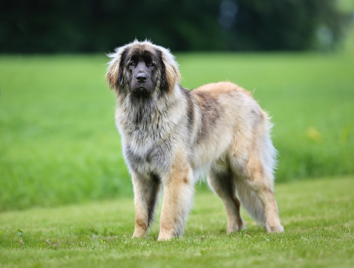 兰波格犬幼崽图片