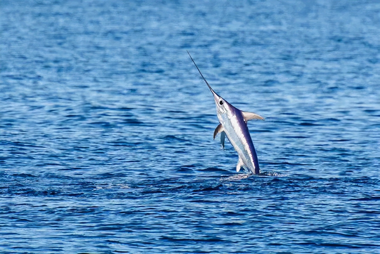 "海洋三剑客":剑鱼,旗鱼,枪鱼
