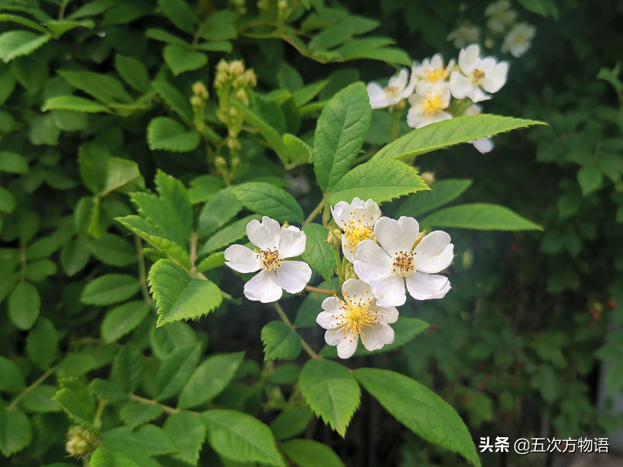 蔷薇花的特点（蔷薇花的特点的一段话）-大连信息网