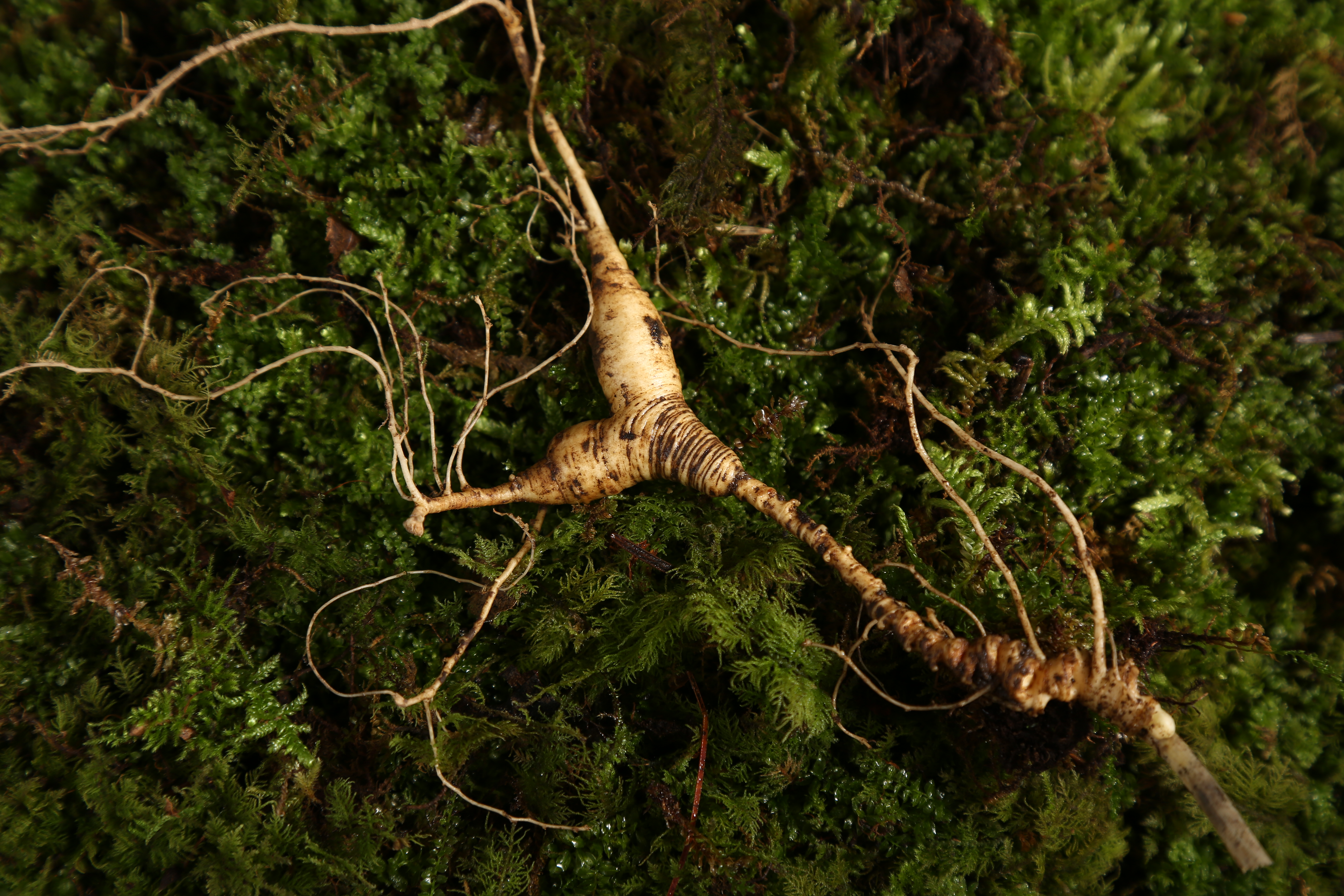 现在很多书和网络都在流传鉴别人参,纯野山参之歌:人参栽培环境和方法