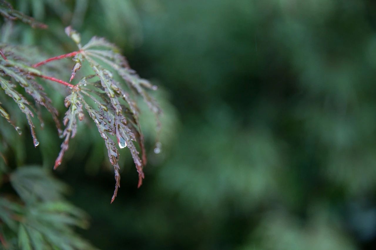 下雨的詩句傷感的古詩愛情(下雨的詩句傷感的古詩)_愛閱讀