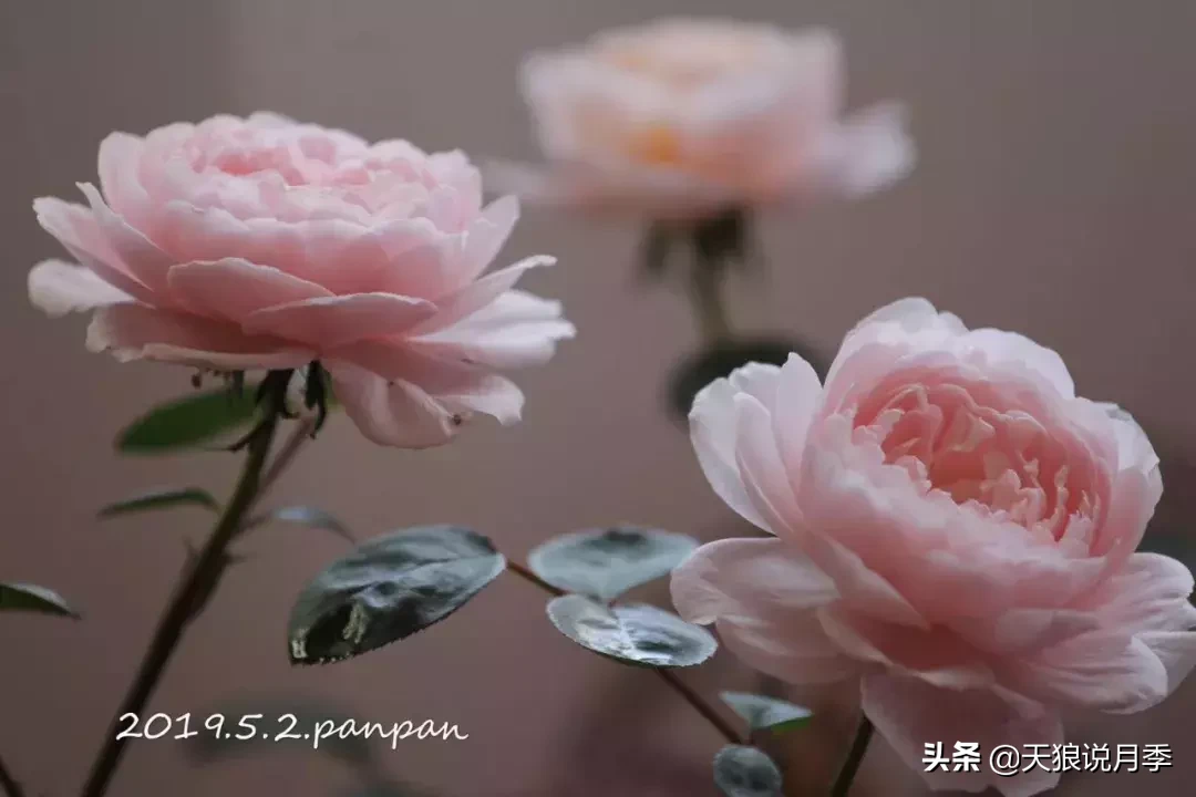 瑞典女王月季一年开几次花（瑞典女王的多年记录及讲解）