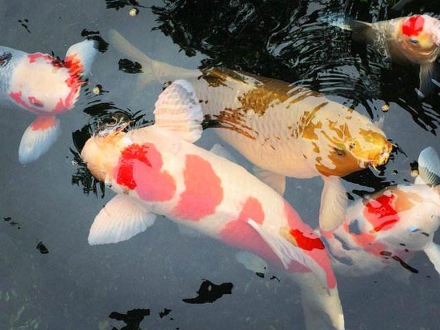 锦鲤炸鳞是什么原因引起的（对于锦鲤炸鳞正确的应对措施）