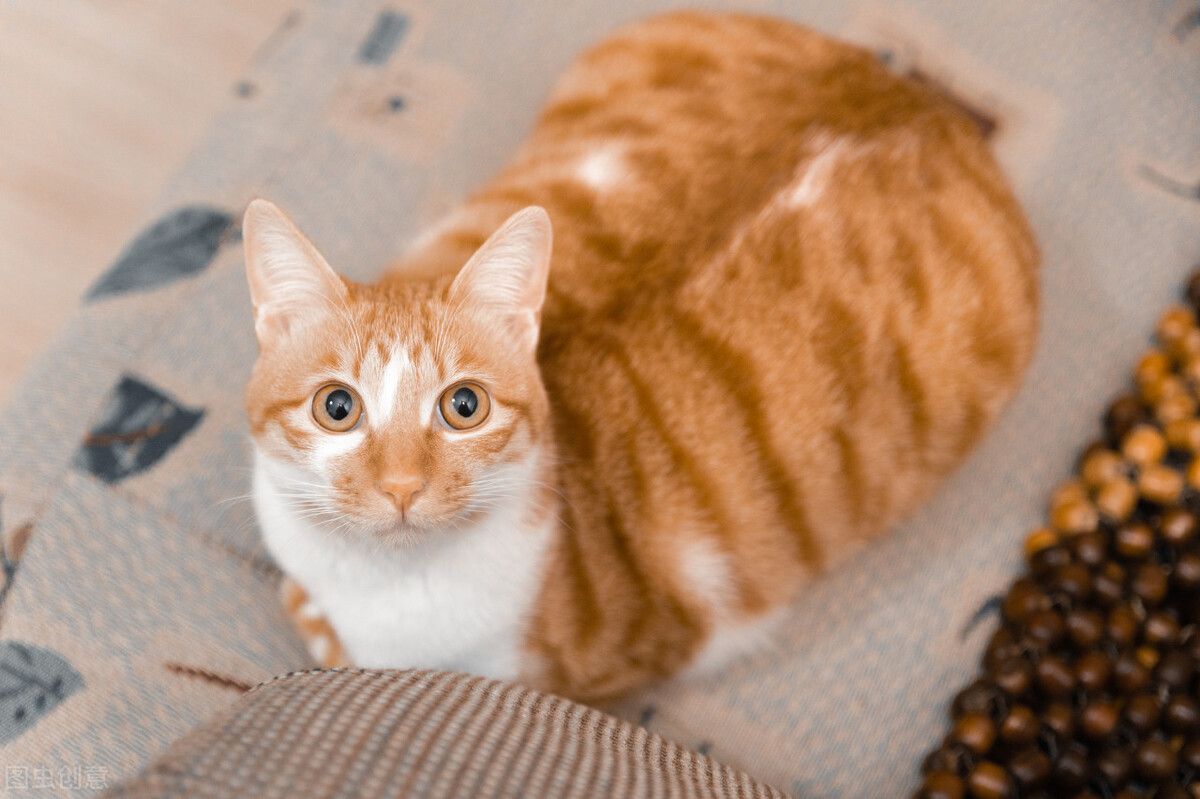 橘猫的性格特点有哪些（橘猫堪称最好养的猫）