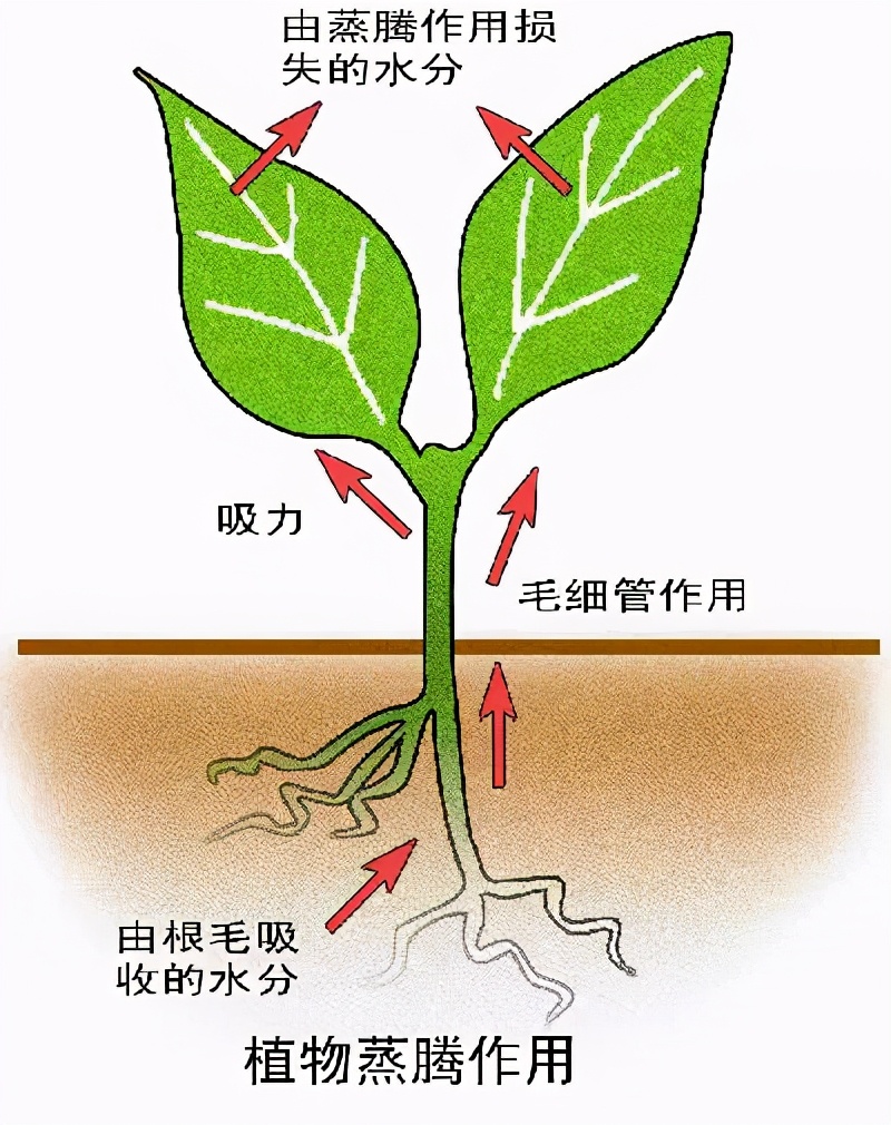 那些蕴含着生物学知识的谚语