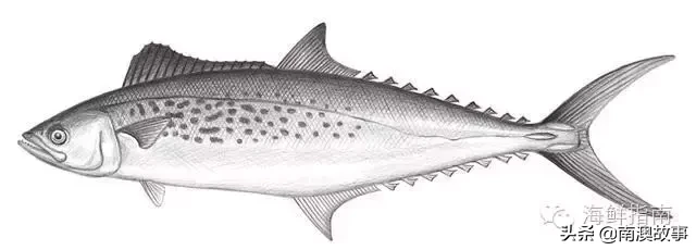 极品海鱼，潮汕渔谚“好鱼马鲛鲳”，马鲛鱼究竟好吃在哪里？