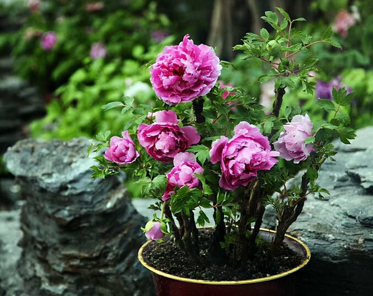 旺宅旺财植物花卉（有名的12种旺财花吉祥又大气）