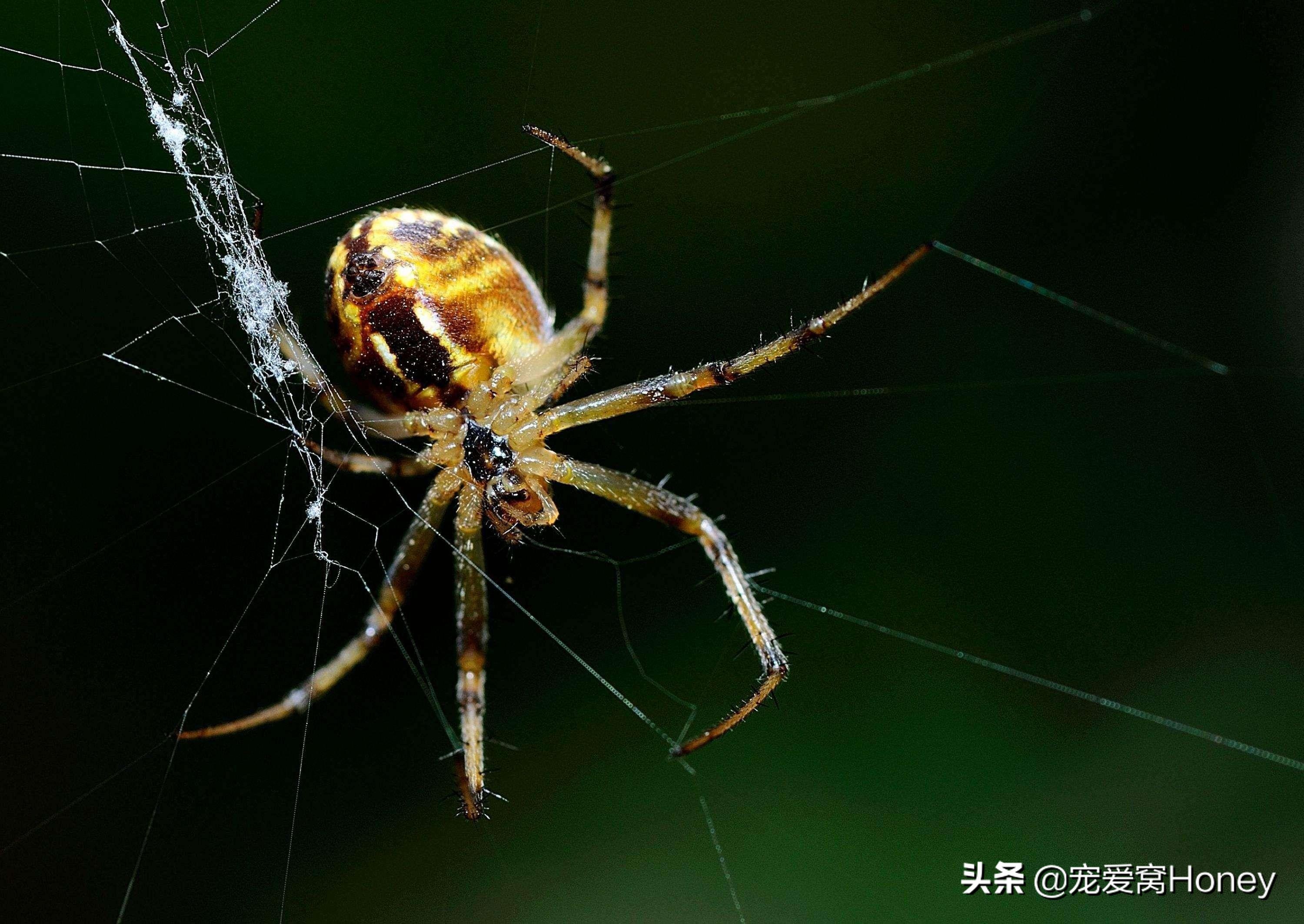 家里有大蜘蛛怎么驱赶（家里有蜘蛛怎么办）-第4张图片-易算准