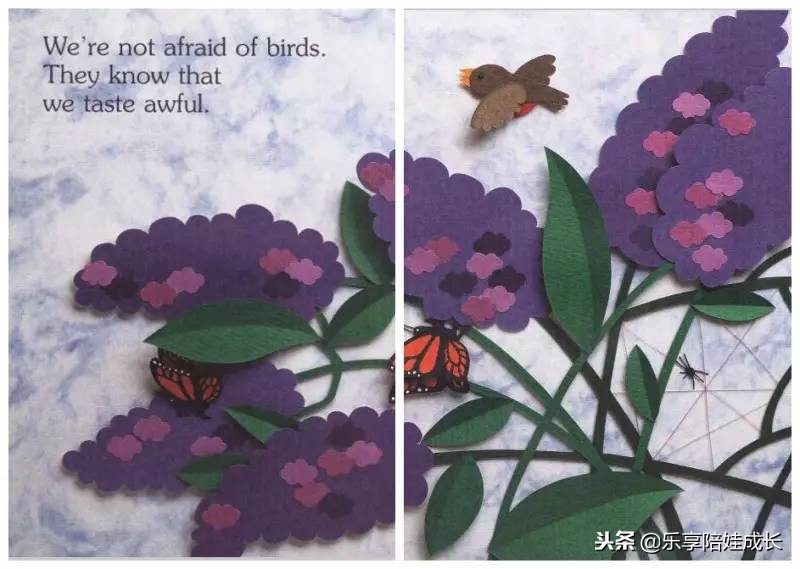 绘本磨耳朵：I'm a Caterpillar 中文《我是一条毛毛虫》！