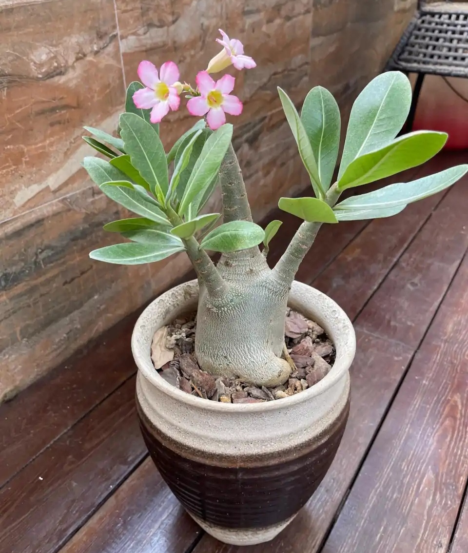 洋槐花有毒嗎,洋槐花有毒嗎能吃嗎