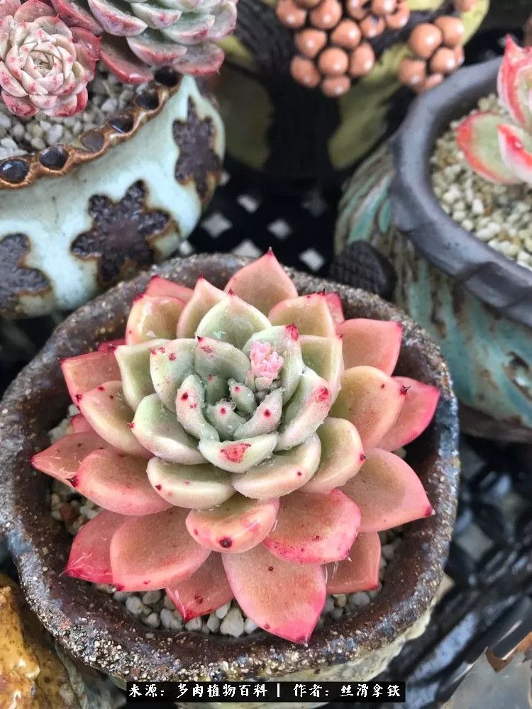 雪融花:雪中赏多肉,瑞雪兆丰年!