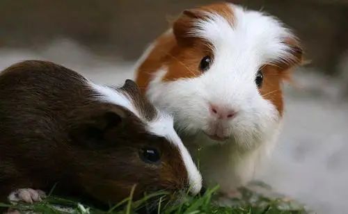 天竺鼠好养吗 天竺鼠和仓鼠的区别 - 百科叔叔