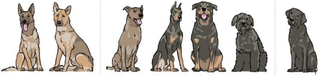军犬有哪些品种？10大军犬帅爆战场，比德牧还酷的军犬竟不止一种