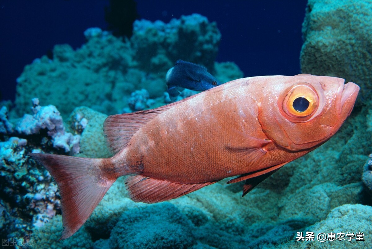 这种鱼红身大眼,外形独特,且肉质鲜美,是广东的传统风味名菜