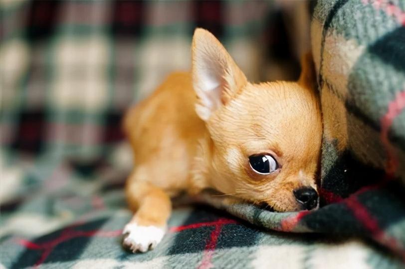 吉娃娃什么价位（吉娃娃犬的价格）