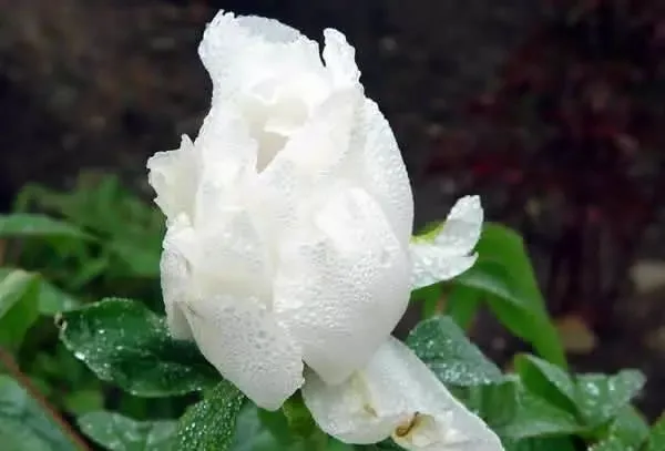 100种名贵牡丹鉴赏 绘画好素材（报花名）