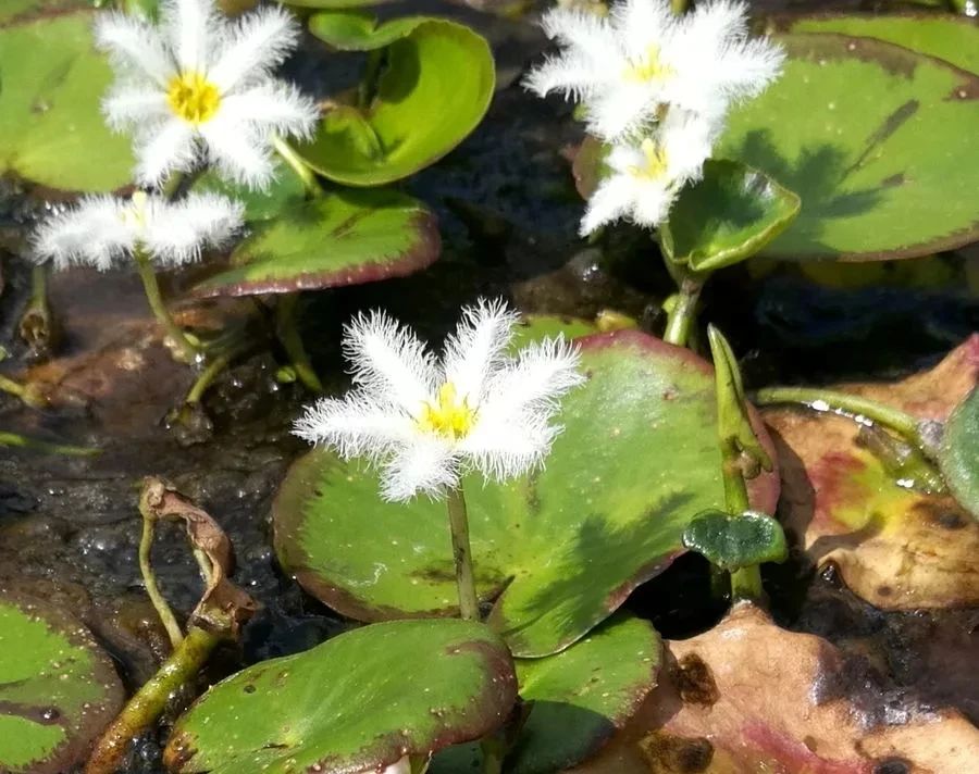 挺水植物有哪些品种（6种翠绿的浮水植物）