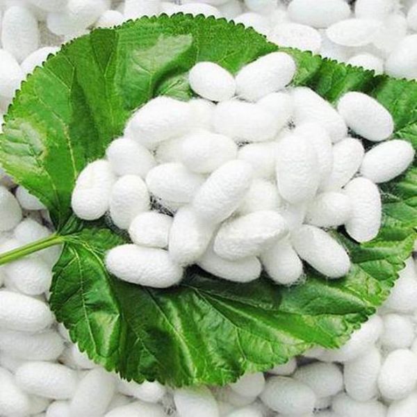 你知道桑蚕和柞蚕的区别吗?