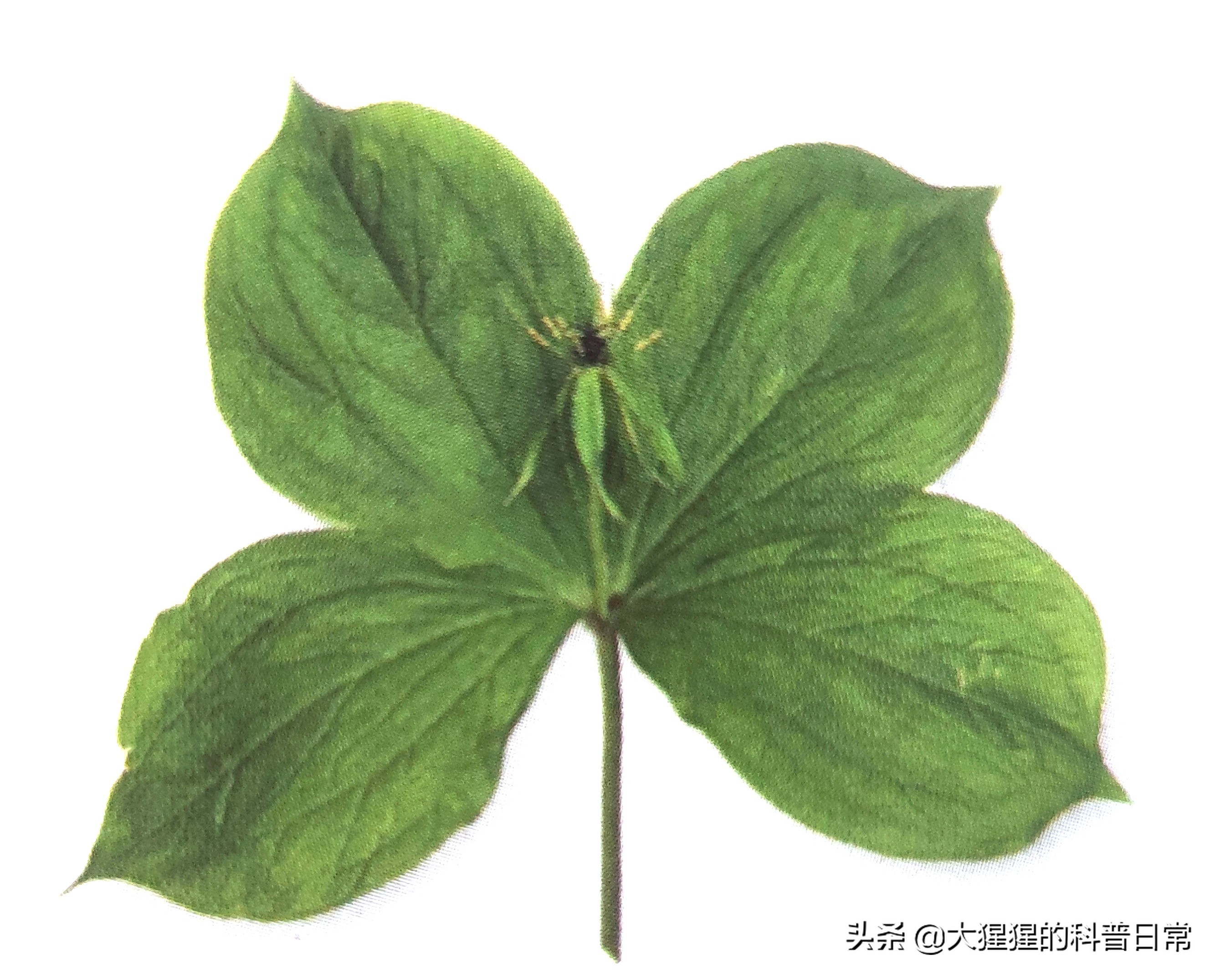 单子叶植物有哪些(叶片的基本结构简图) - 家电维修网