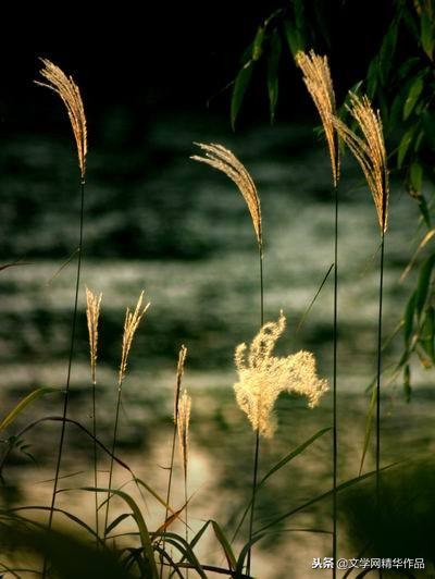 「配背景音乐」采桑子 冷冷西风