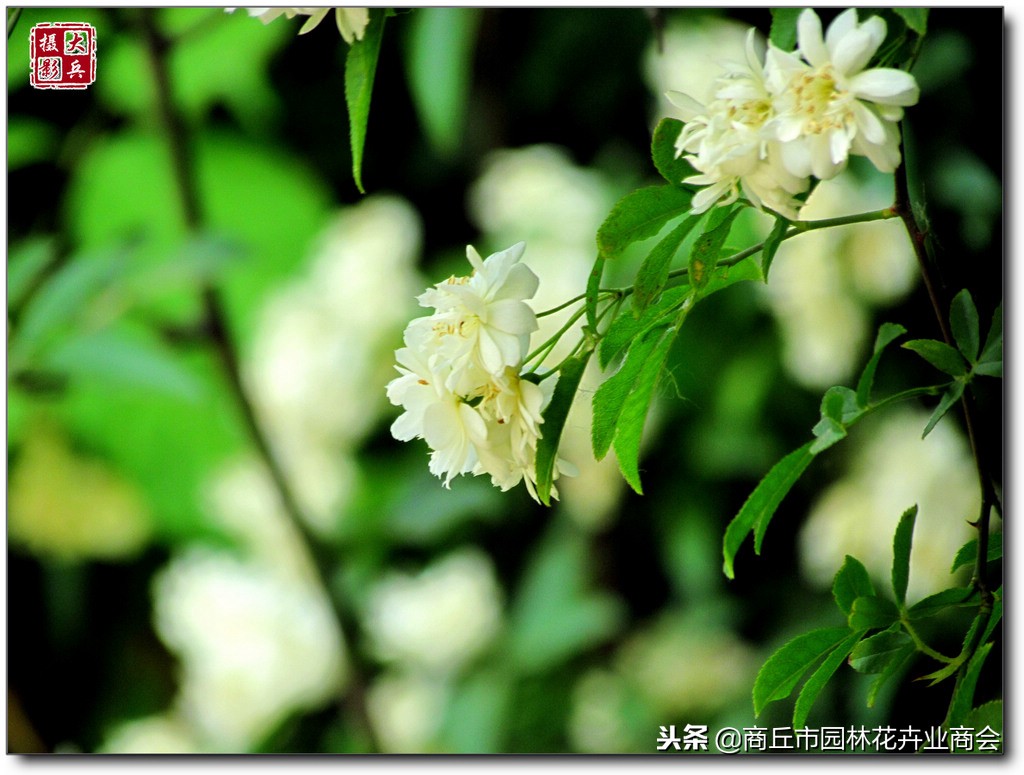 想要庭院有花香有花海，就种木香花，堪称世界上最香的花