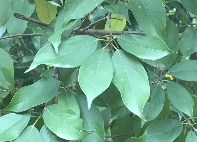 槭树科色叶树:10种醉人的彩叶槭树,谁说只有花草才美丽?