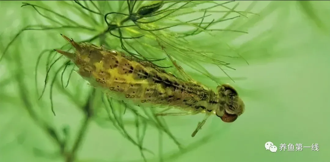 蜻蜓的幼虫叫水虿（蜻蜓幼虫水虿的生活习性）