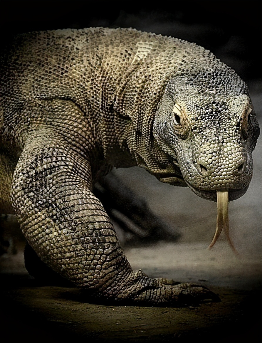 澳洲巨蜥品种图片