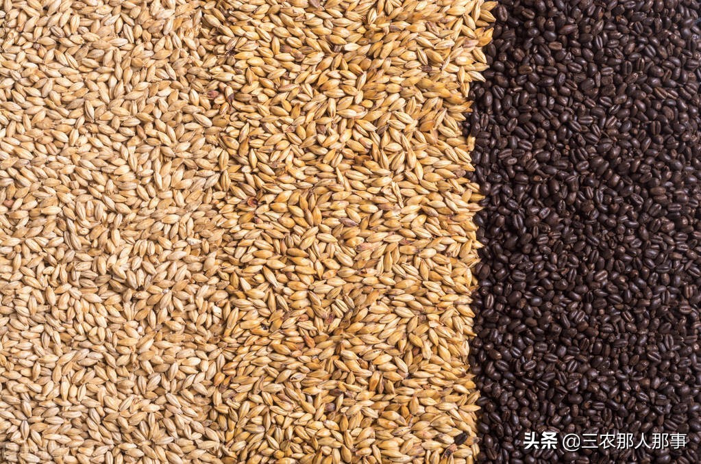 今年黑小麦多少钱一斤？黑小麦在北方能种植吗？