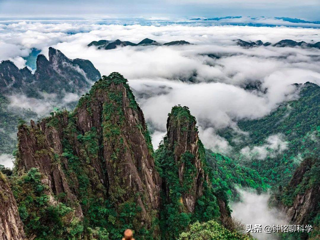 “蛇中熊猫”莽山烙铁头有多珍稀？为啥总被外国人惦记？