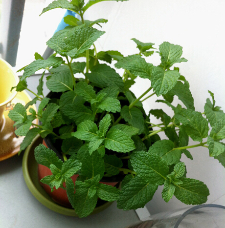 凉拌木耳，直接焯水就错了！加入薄荷，入味脆爽，吃完还想吃