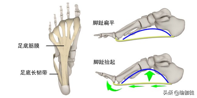 天知道大脚趾对瑜伽有多重要！如何预防大脚趾受伤？这4点要牢记