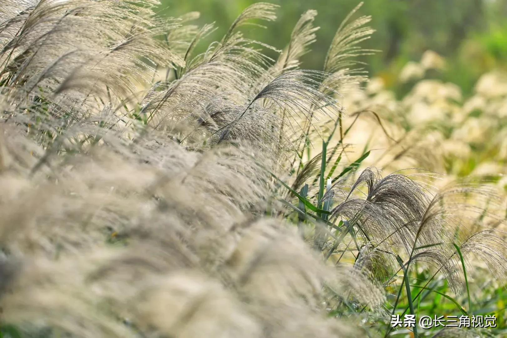 秋韵湖州，芦花飞扬：一场不容错过的诗意之旅