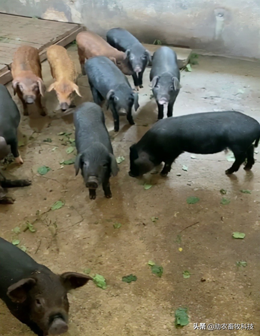 广东这个养猪新手猪场种植牧草养猪肉质好得到大家的认可