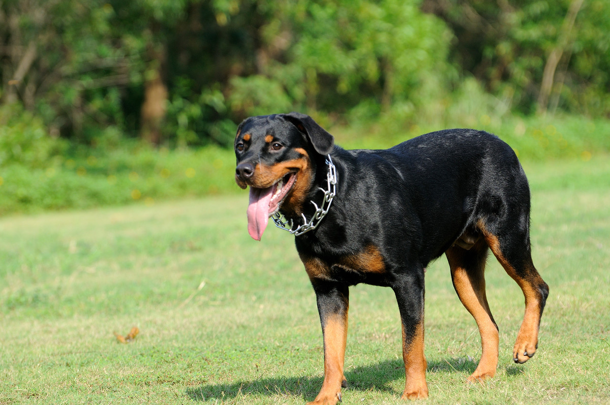 黑背犬好养吗（这几种狗别随便养养了它们就赖上你）