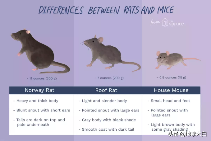 老鼠的英语怎么读(老鼠的英语怎么读怎么写)-第1张图片-科灵网