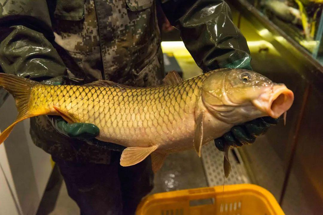 "带蛋鸡,开江鱼,二房妻,回笼觉",是什么意思?尤其是第四点