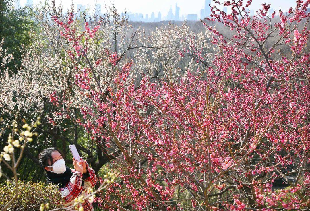 南京的市花（细数南京和梅花的不解之缘介绍）