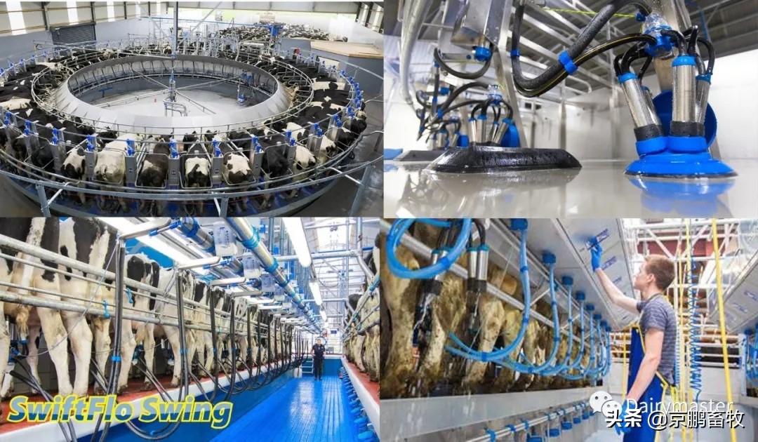 讓擠奶更徹底、乳頭更健康—— Dairymaster轉(zhuǎn)盤式擠奶機特點揭秘